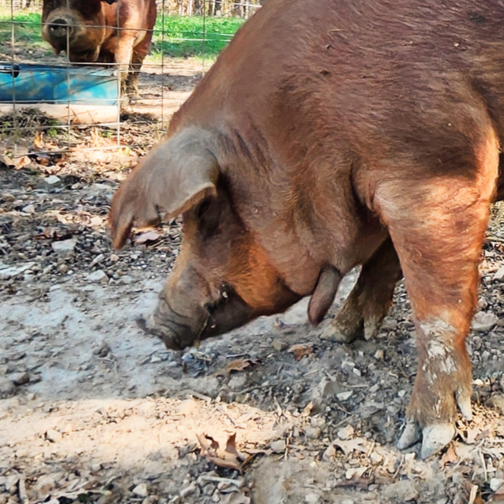 A Red Wattle hog’s muddy snout looking at the camera