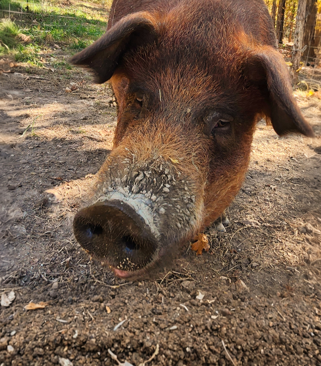 A Red Wattle hog exploring under oak trees