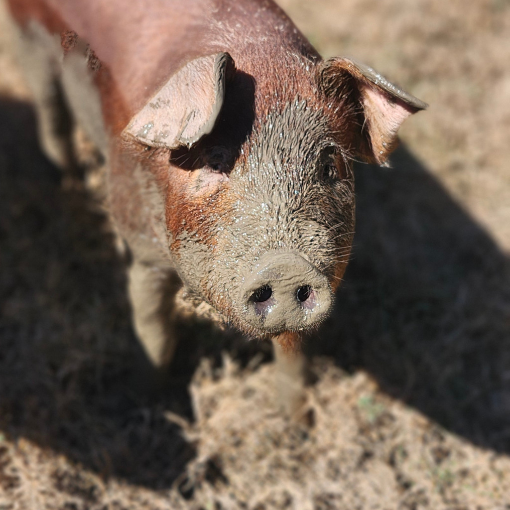A muddy Red Wattle hog’s snout seen up close