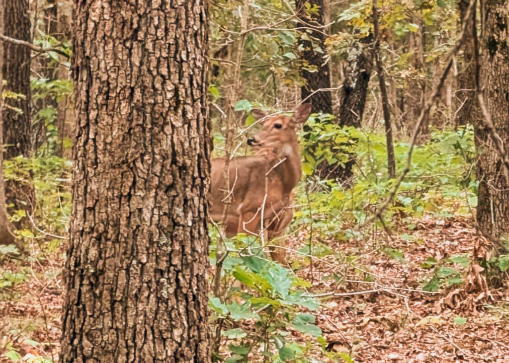 A Red Wattle hog standing near a trough