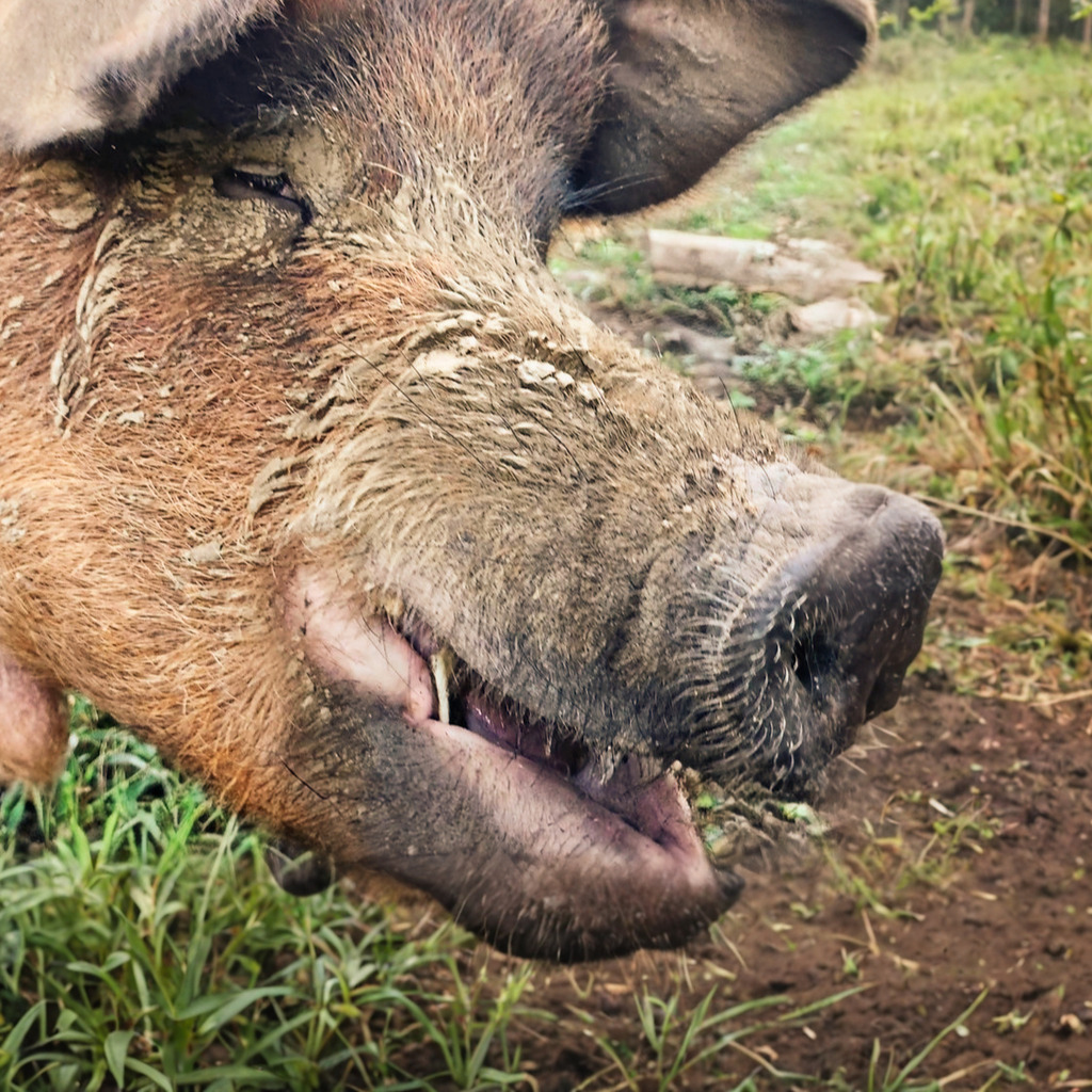 A Red Wattle hog in dappled forest light