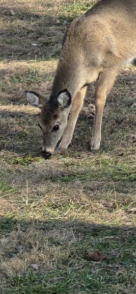 A Red Wattle hog walking across the pasture